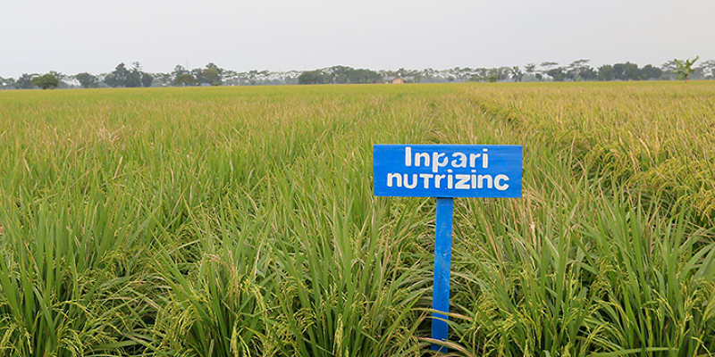 Ilustrasi padi beras Nutri Zinc/Net