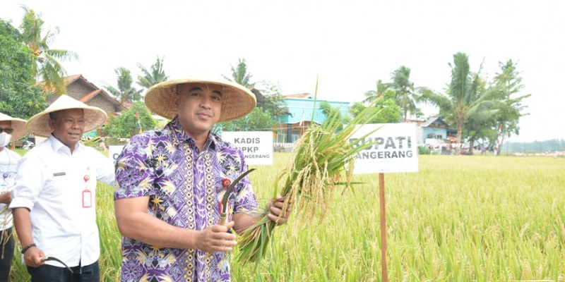 Bupati Ahmed Zaki Iskandar saat memanen padi Demplot/Repro