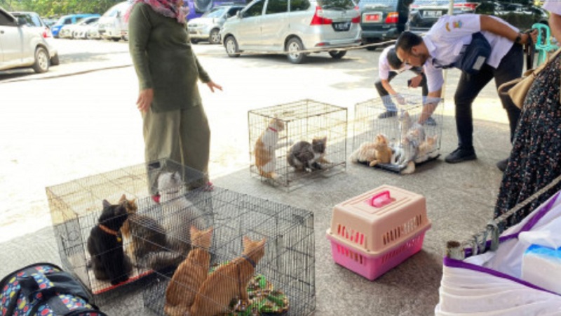 Sterilisasi kucing liar gratis di Kabupaten Tangerang. (Foto. Dok Pemkab)