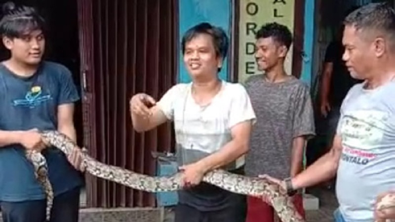 Warga menangkap ular sanca yang mau masuk kios di Pasar Gudang Tigaraksa. (Foto: Repro)