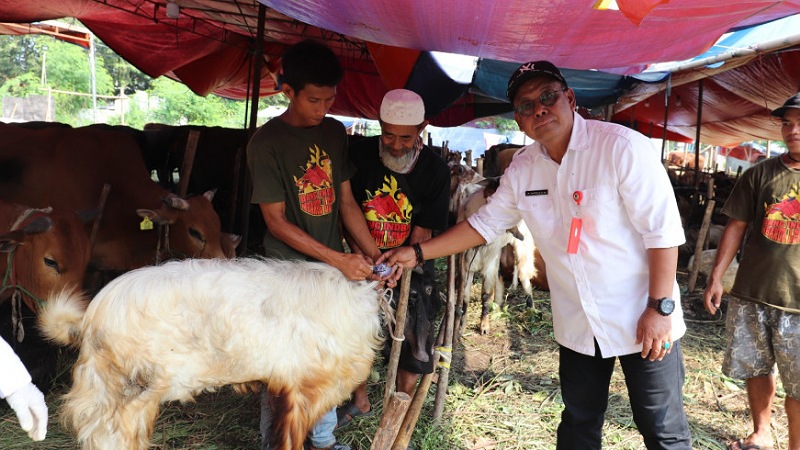 DPKP Kabupaten Tangerang turun ke lapak- lapak, pastikan hewan kurban yang dijual sehat. (Foto: Dok Pemkab)