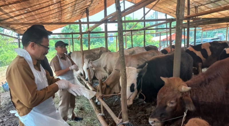 Dinas Pertanian Pemprov Banten melakukan sidak meneriksa kesehatan dan dokumen hewan kurban. (Foto: Dok Pemprov)