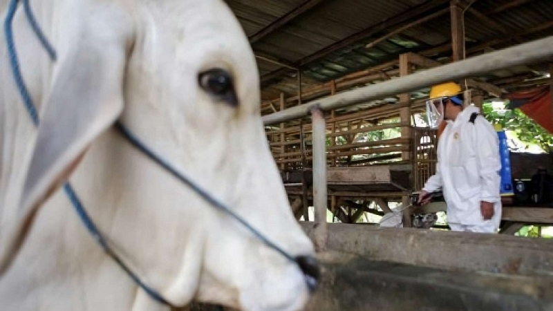 Petugas sedang menyemprotkan vaksinasi disalah satu lapak penjual hewan kurban. (Foto: Dok. Pemkab Tangerang)